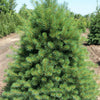 Eastern White Pine (Pinus strobus) - 6" ECO POT