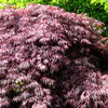 Inaba Shidare Laceleaf Japanese Maple (Acer palmatum var. dissectum 'Inaba Shidare') - 1 gallon