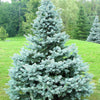Baby Blue Spruce (Picea pungens 'Baby Blue') - 6" ECO POT