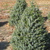 Serbian Spruce (Picea omorika) - 6" ECO POT