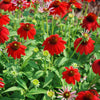 Sombrero Salsa Red Coneflower (Echinacea x purpurea 'Balsomsed') - QT