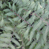 Burgundy Lace Painted Fern (Athyrium niponicum 'Burgundy Lace') - QT