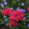 Sugar Buzz® Cherry Pops Bee Balm (Monarda 'Sugar Buzz Cherry Pops') - QT