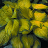 Stained Glass Plantain Lily (Hosta stained 'Stained Glass') - QT