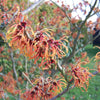 Copper Beauty Witchhazel (Hamamelis x intermedia 'Jelena') - 1 gallon TREE