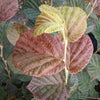 Arnold's Promise Witchhazel (Hamamelis x intermedia 'Arnold's Promise') - 1 gallon TREE