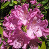 English Roseum Rhododendron (Rhododendron 'English Roseum') - 1 gallon 6"