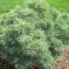 Blue Shag Dwarf White Pine (Pinus strobus 'Blue Shag') - 1 gallon