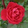 Blaze Climbing Rose (Rosa CL 'Blaze') - 3 gallon