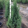 Blue Point Juniper (Juniperus chinensis 'Blue Point') - 1 gallon 12"