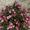 Sonic Bloom® Wine Weigela (Weigela sonic 'Bloom Wine') - 1 gallon