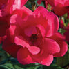 Red Knock Out® Rose (Rosa K.O 'Radrazz') - QT