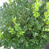 Green Velvet Boxwood (Buxus microphylla 'Green Velvet') - QT