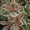 My Monet® Weigela (Weigela x 'Verweig') - QT