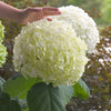 Incrediball® Smooth Hydrangea (Hydrangea arborescens 'Abetwo') - QT
