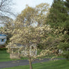 White Flowering Dogwood (Cornus florida) - 1 gallon 24" TREE