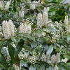 Chestnut Hill Cherry Laurel (Prunus L 'Chestnut Hill') - 2 gallon 15"