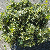 Moonshadow™ Euonymus (Euonymus fortunei 'Moonshadow') - QT