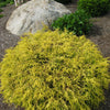 Gold Mop Cypress (Chamaecyparis pisifera 'Mops') - 1 gallon 8"