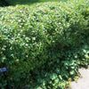 (LAMIUM M. WHITE NANCY) - 2 gallon