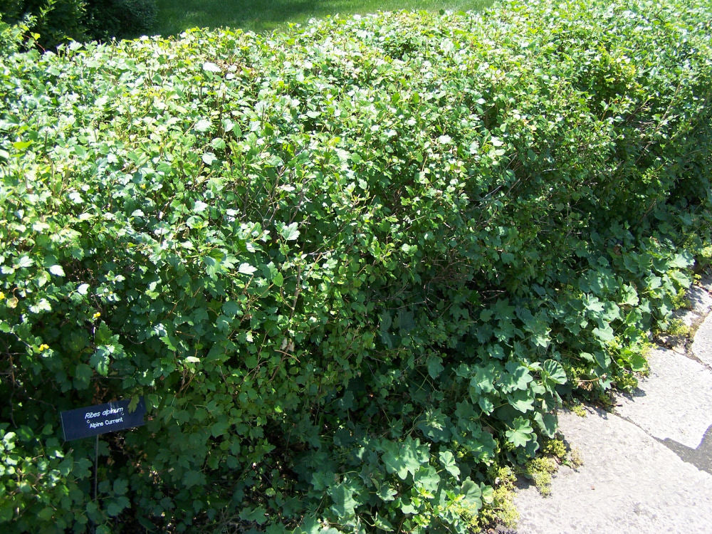 (LAMIUM M. WHITE NANCY) - 2 gallon