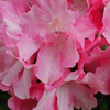 Yaku Prince Rhododendron (Rhododendron 'Yaku Prince') - 1 gallon 6"