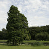 Baldcypress (Taxodium distichum) - 3 gallon 36"