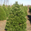 Austrian Pine (Pinus nigra) - 1 gallon 12"