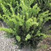 Densiformis Yew (Taxus x media 'Densiformis') - 1 gallon