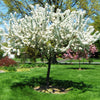 Redbud Crabapple (Malus x zumi 'Calocarpa') - 2 gallon TREE