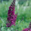 Black Knight Butterfly Bush (Buddleia davidii 'Black Night') - QT