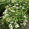 Summer Snowflake Viburnum (Viburnum plicatum 'Summer Snowflake') - 1 gallon