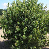 Kousa Dogwood (Cornus kousa var. chinensis 'Chinensis') - 1 gallon 24" TREE