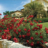 Red Drift® Rose (Rosa 'Drift Meigalpio') - QT