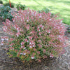 Poco Loco® Abelia (Abelia x grandiflora ‘Poco Loco’) - QT