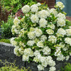 Fairytrail® White Cascade Hydrangea (Hydrangea paniculata 'Fairytrail White Cascade') - QT