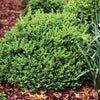 Proven Winners® Color Choice® North Star™ Boxwood (Buxus sempervirens 'Katerberg') - QT
