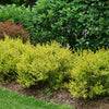 Cesky Gold® Dwarf Birch (Betula platyphylla 'Cesky Gold') - QT