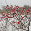 Berry Heavy® Winterberry Holly (Ilex verticillata 'Berry Heavy') - QT