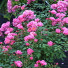 Oso Easy® Double Pink Rose (Rosa 'Oso Easy Double Pink') - QT