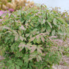 (EUONYMUS ALATUS FIRE BALL SEEDLESS) - QT