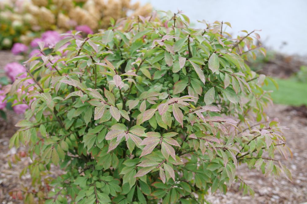 (EUONYMUS ALATUS FIRE BALL SEEDLESS) - QT