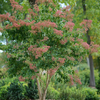 Temple of Bloom® Seven-Son Flower (Heptacodium temple 'Of Bloom') - QT