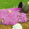 Emerald Pink Moss Phlox (Phlox subulata 'Emerald Pink') - QT