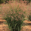 Dream Catcher® Smoky Rose® Switchgrass (Panicum virgatum ‘Dream Catcher Smoky Rose’) - QT