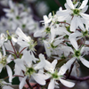 Smokey Serviceberry (Amelanchier alnifolia 'Smokey') - 1 gallon