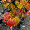 Hearts A'Fire™ Redbud (Cercis canadensis 'Hearts A' Fire') - 1 gallon 3-4' TREE