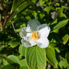 Japanese Stewartia (Stewartia pseudocamellia) - 1 gallon 5-6' TREE