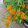 Gay Butterflies Milkweed (Asclepias tuberosa 'Gay Butterflies') - 1 gallon
