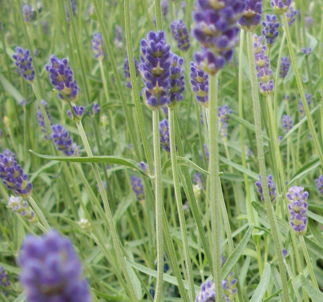 LAVANDULA X I. 'PROVENCE'  17CM